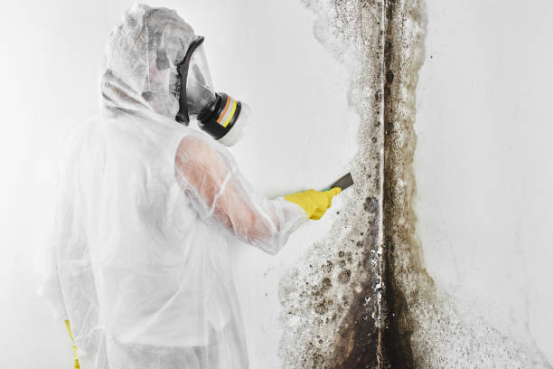 Best Attic Mold Removal  in Sun Prairie, WI