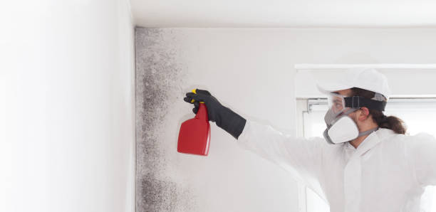 Home Mold Removal in Sun Prairie, WI
