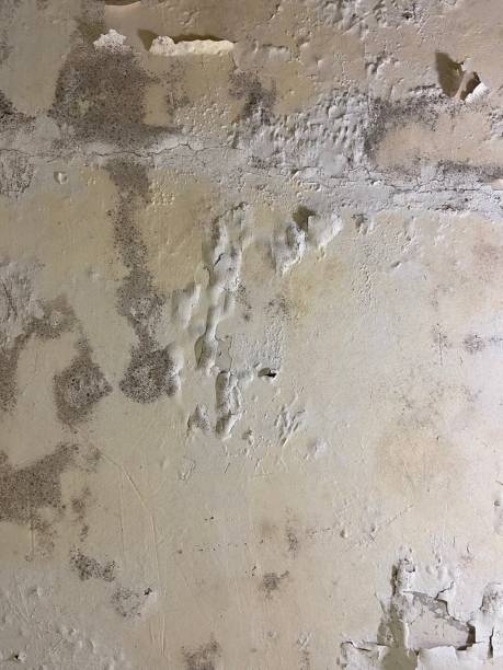 Best Mold Removal Company Near Me  in Sun Prairie, WI