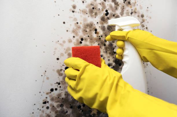 Best Office Mold Removal Services  in Sun Prairie, WI