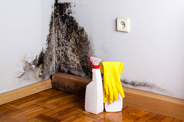Best Fast Mold Removal  in Sun Prairie, WI