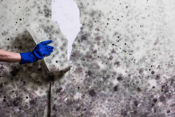 Mold Testing and Removal in Sun Prairie, WI