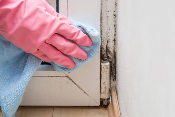 Best Mold Removal Near Me  in Sun Prairie, WI