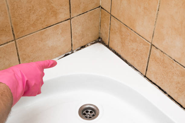 Best Commercial Mold Removal  in Sun Prairie, WI