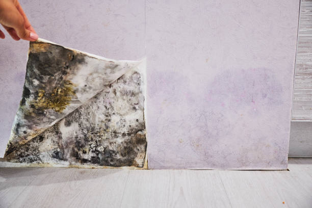 Best Mold Removal Process  in Sun Prairie, WI